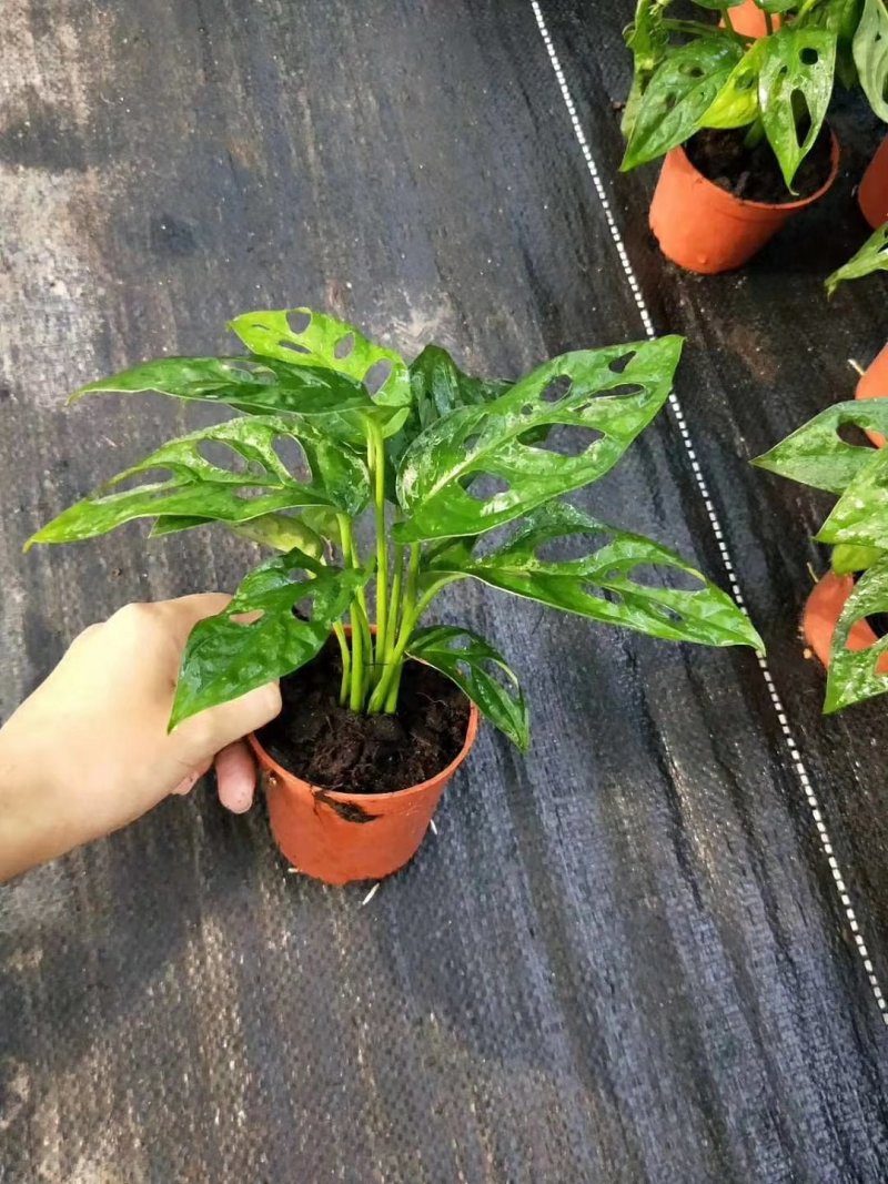 龟背竹