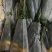 扶郎七块五，黄菊花十支八块