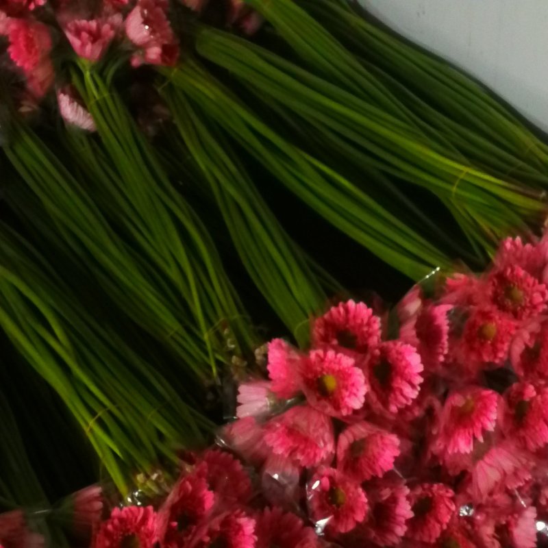 扶郎七块五，黄菊花十支八块
