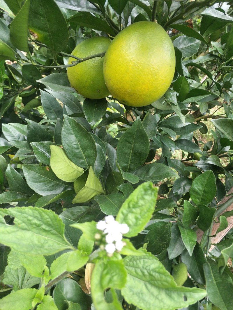 脐橙