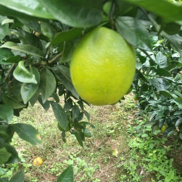 脐橙