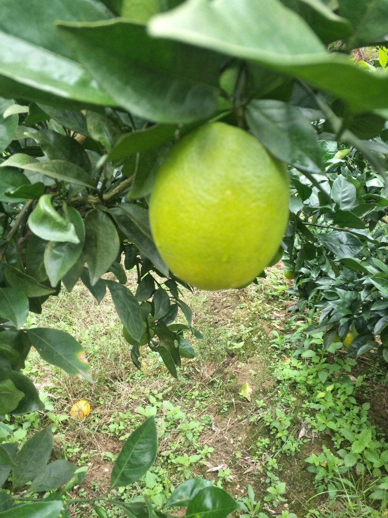 脐橙