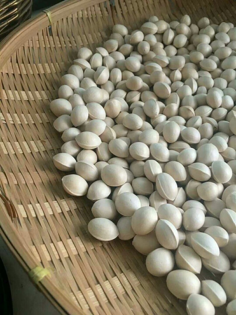 佛指白果