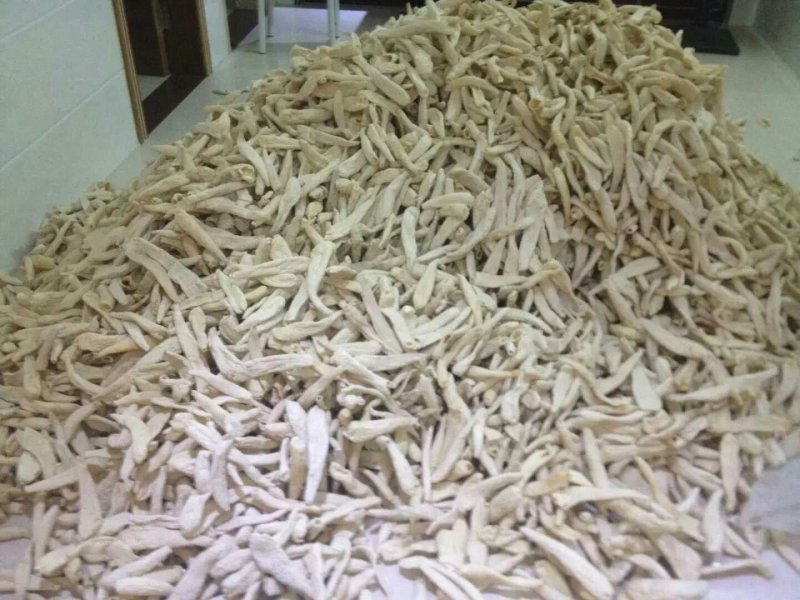 红托竹荪