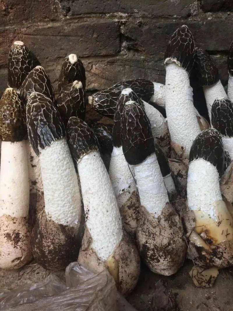 红托竹荪