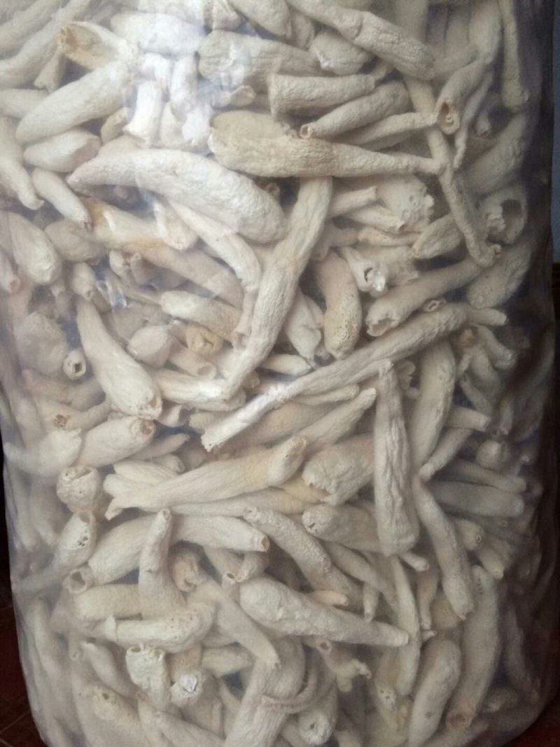 红托竹荪