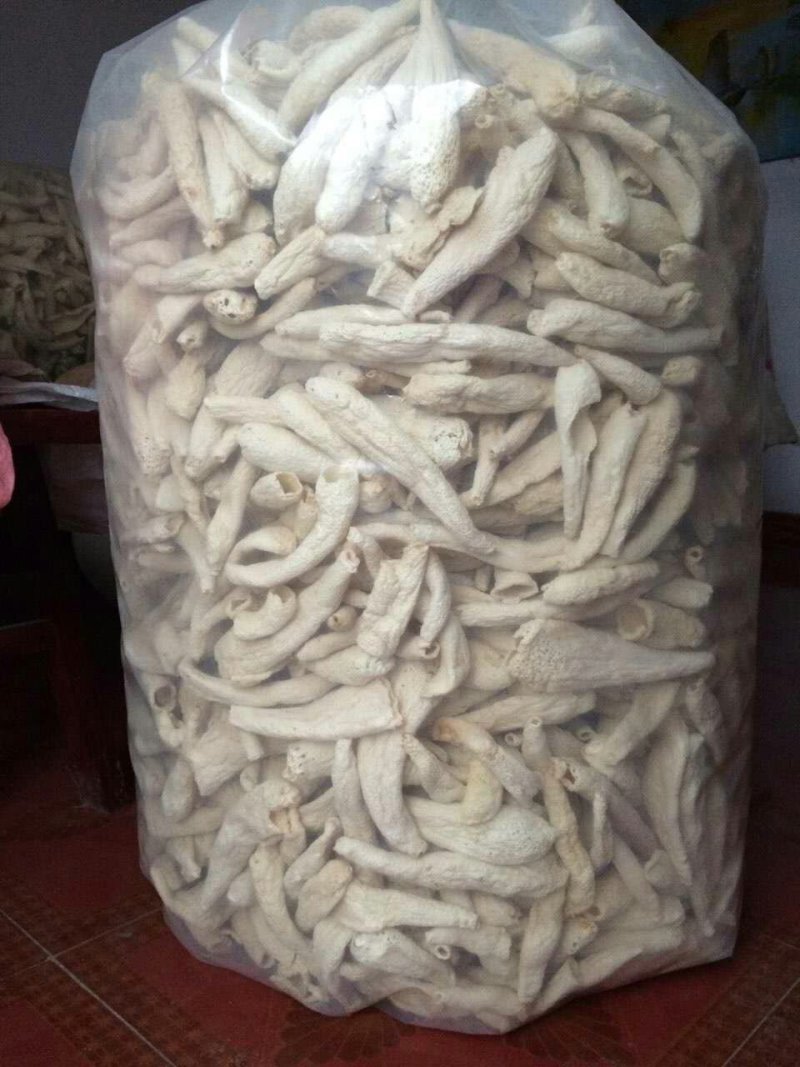 红托竹荪