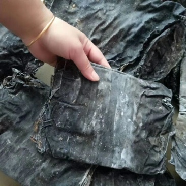 深海区海带无污染无公害绿色食品