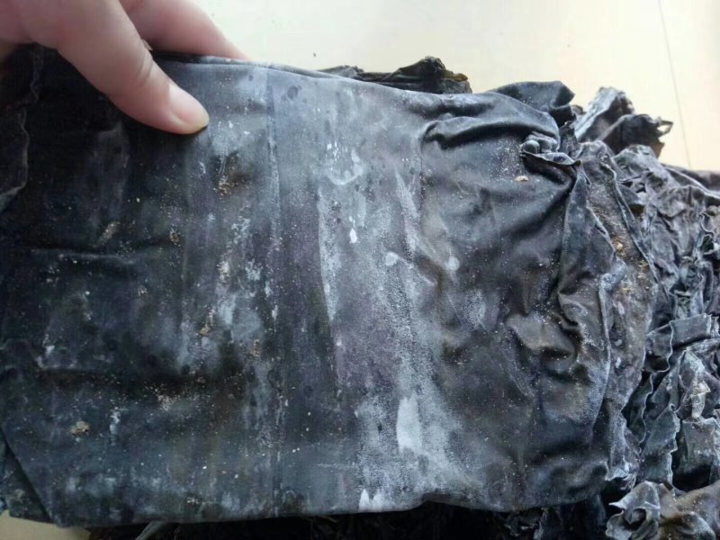 深海区海带无污染无公害绿色食品
