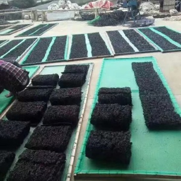 头水紫菜深海区无添加纯天然