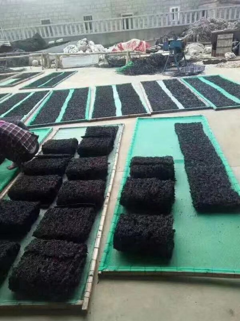 头水紫菜深海区无添加纯天然