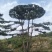 造型松