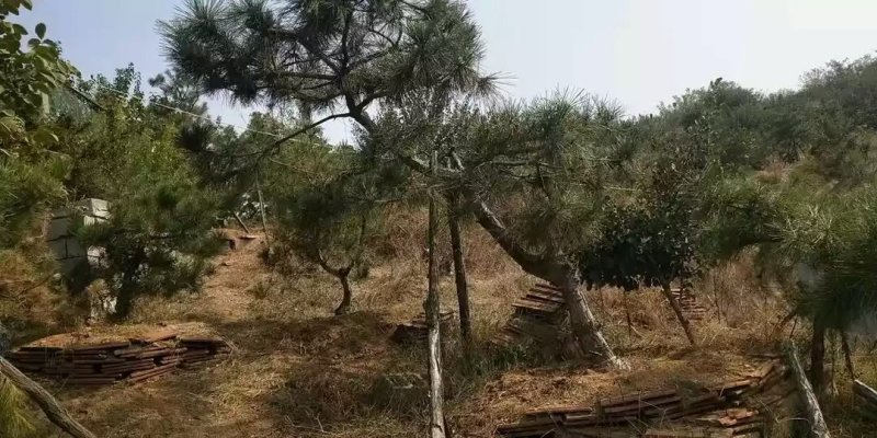 造型松