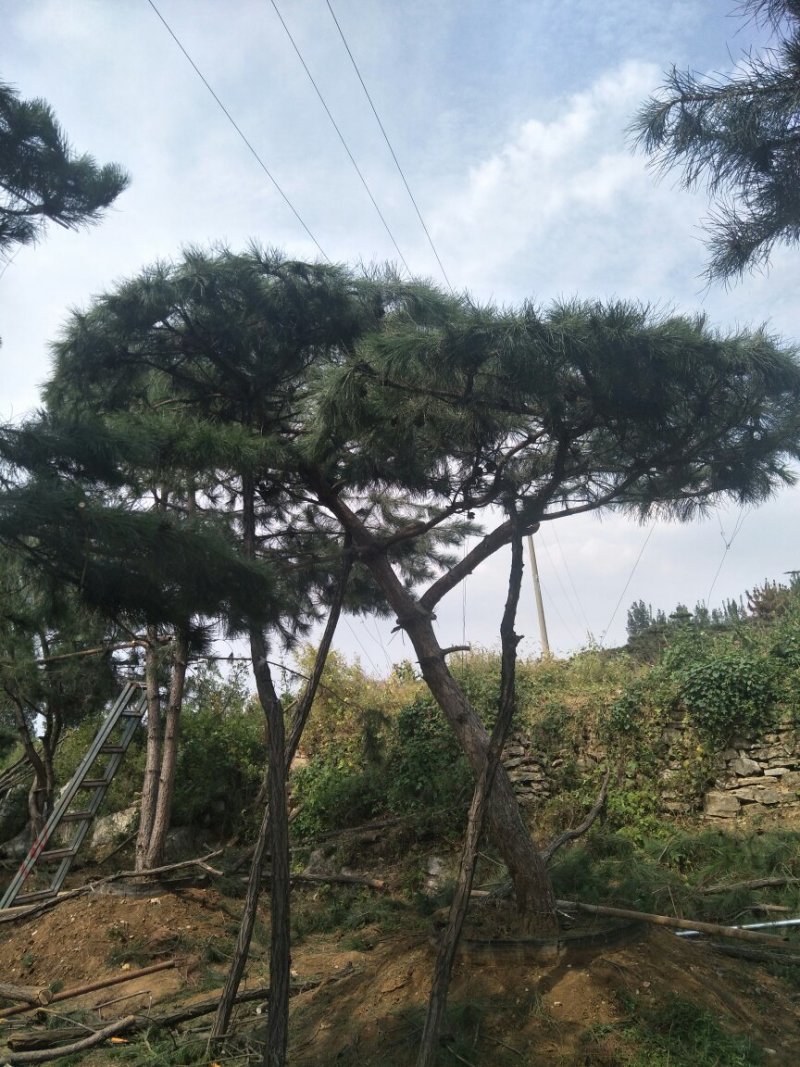 造型松