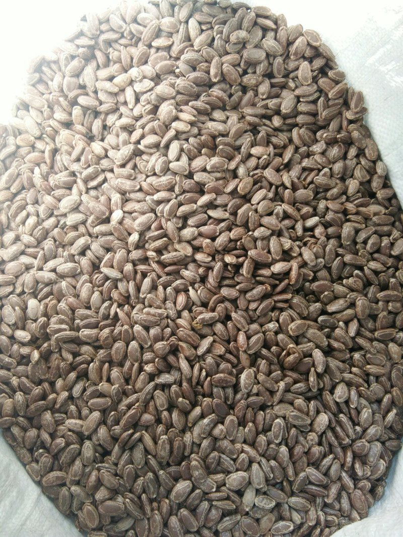 吊瓜籽，