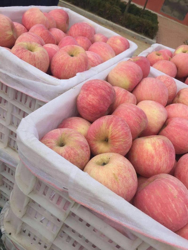 山东苹果，红富士苹果80以上纸袋膜袋红富士苹果出售