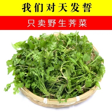 荠菜