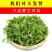 荠菜