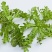 荠菜