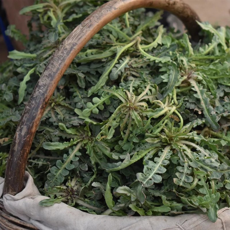 荠菜