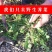 荠菜
