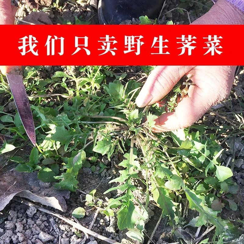 荠菜