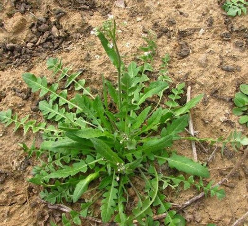 荠菜