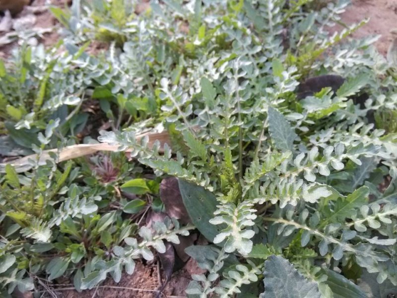 荠菜