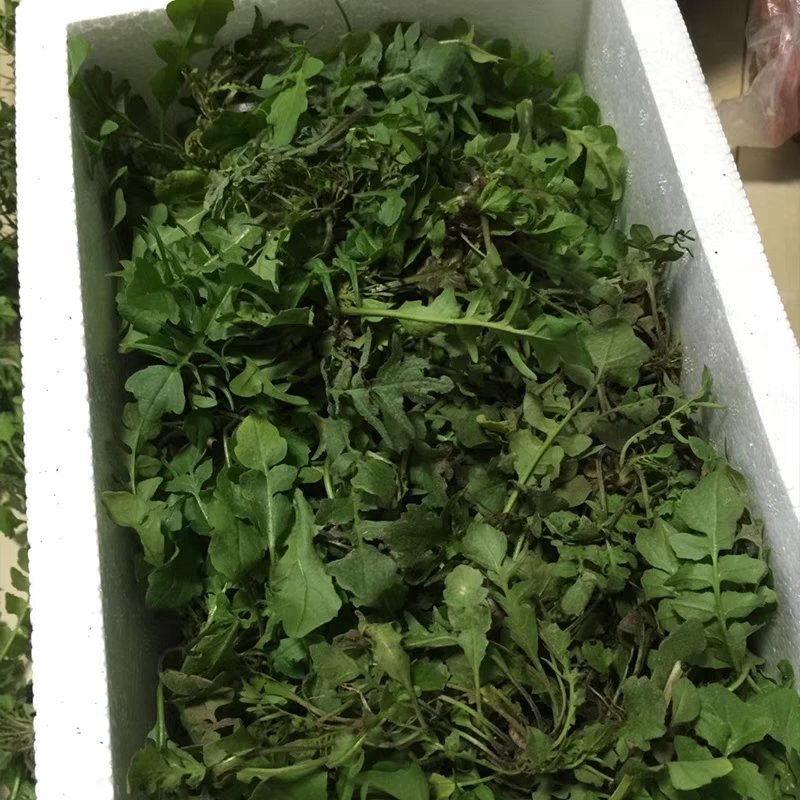 荠菜