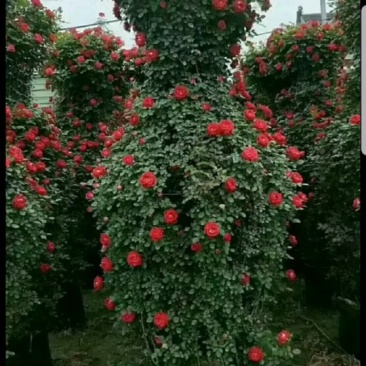 月季造型树
