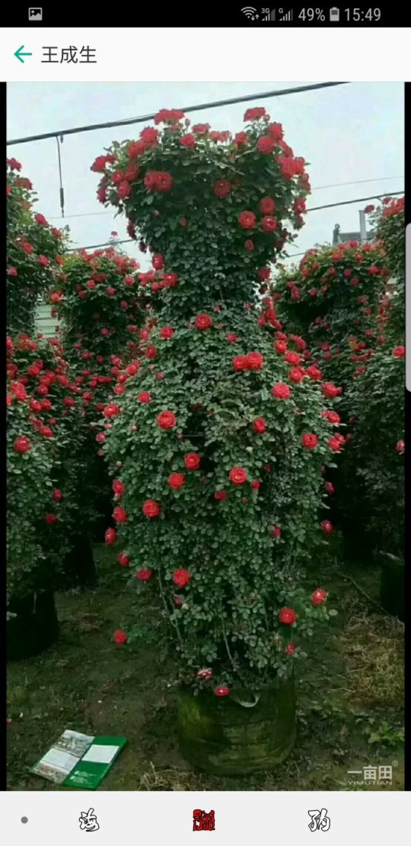 月季造型树