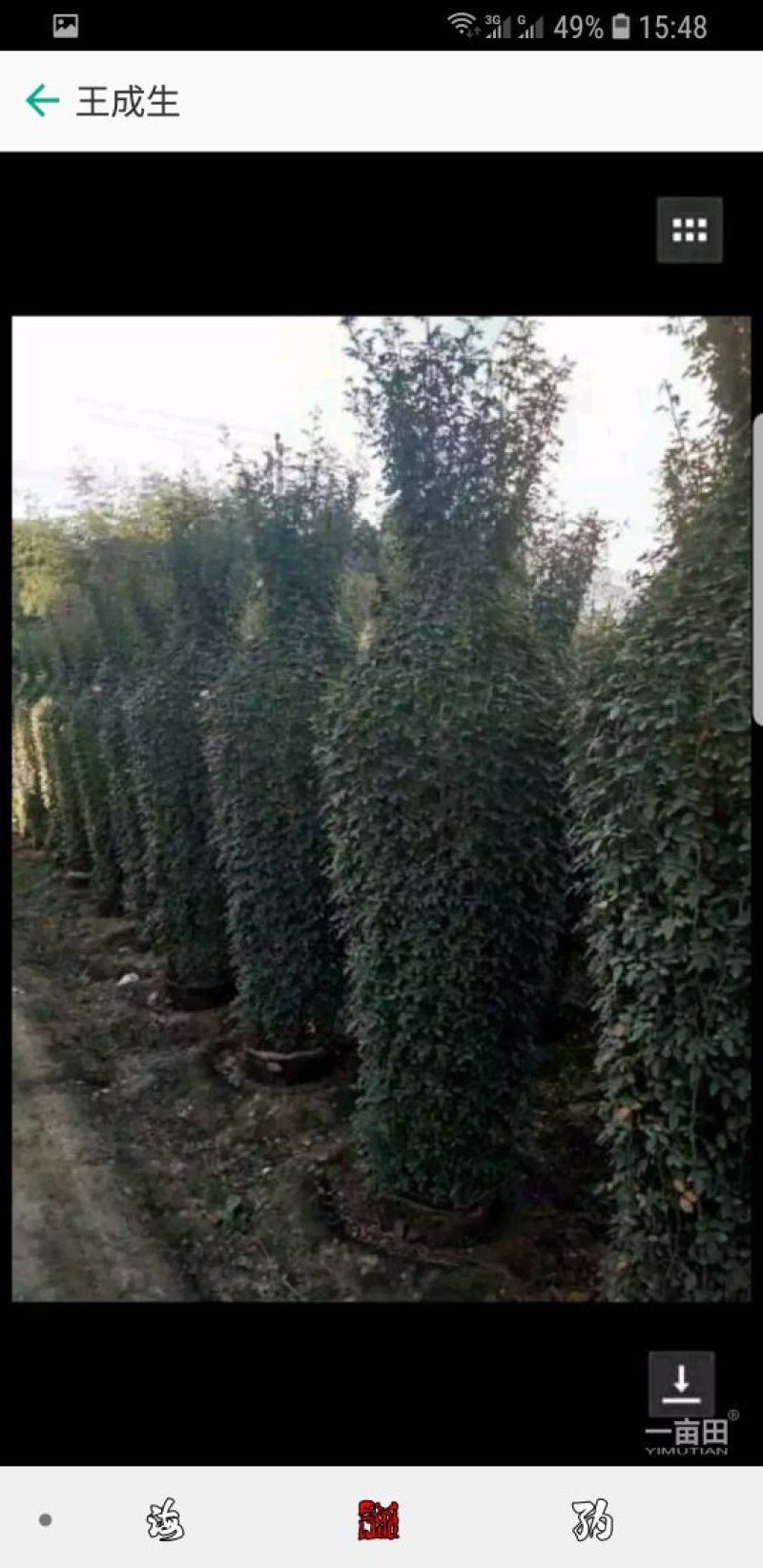 月季造型树