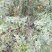 药用皂角树基地大量供应