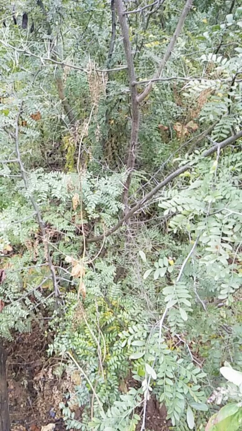 药用皂角树基地大量供应