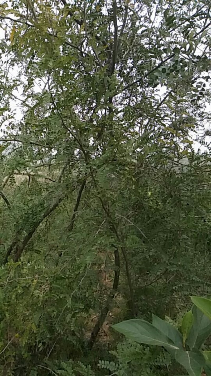 药用皂角树基地大量供应