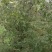 药用皂角树基地大量供应