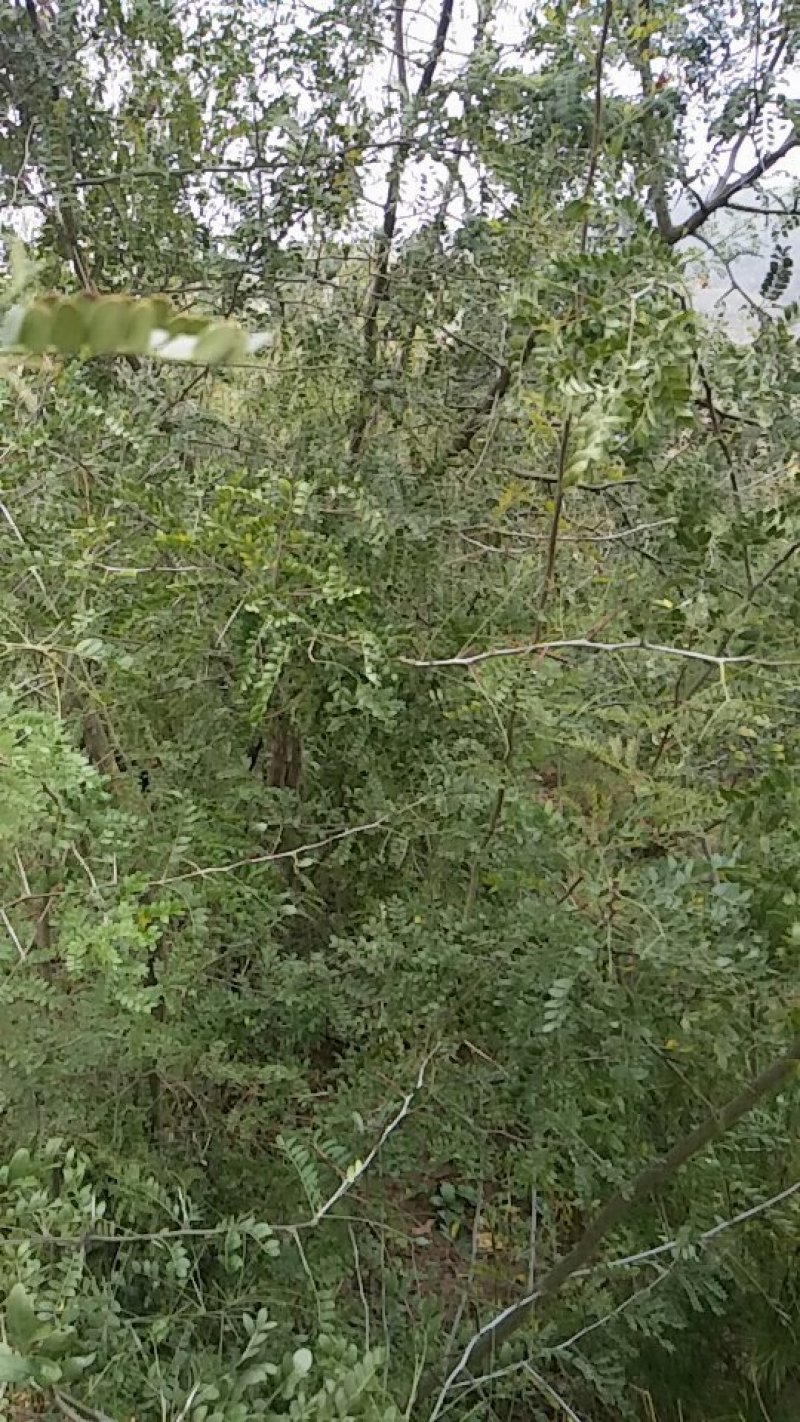 药用皂角树基地大量供应