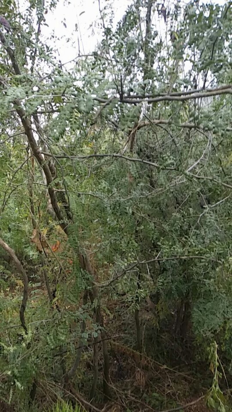 药用皂角树基地大量供应