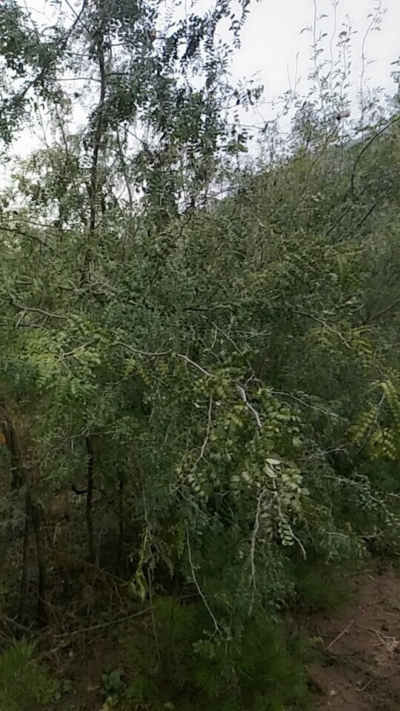 药用皂角树基地大量供应