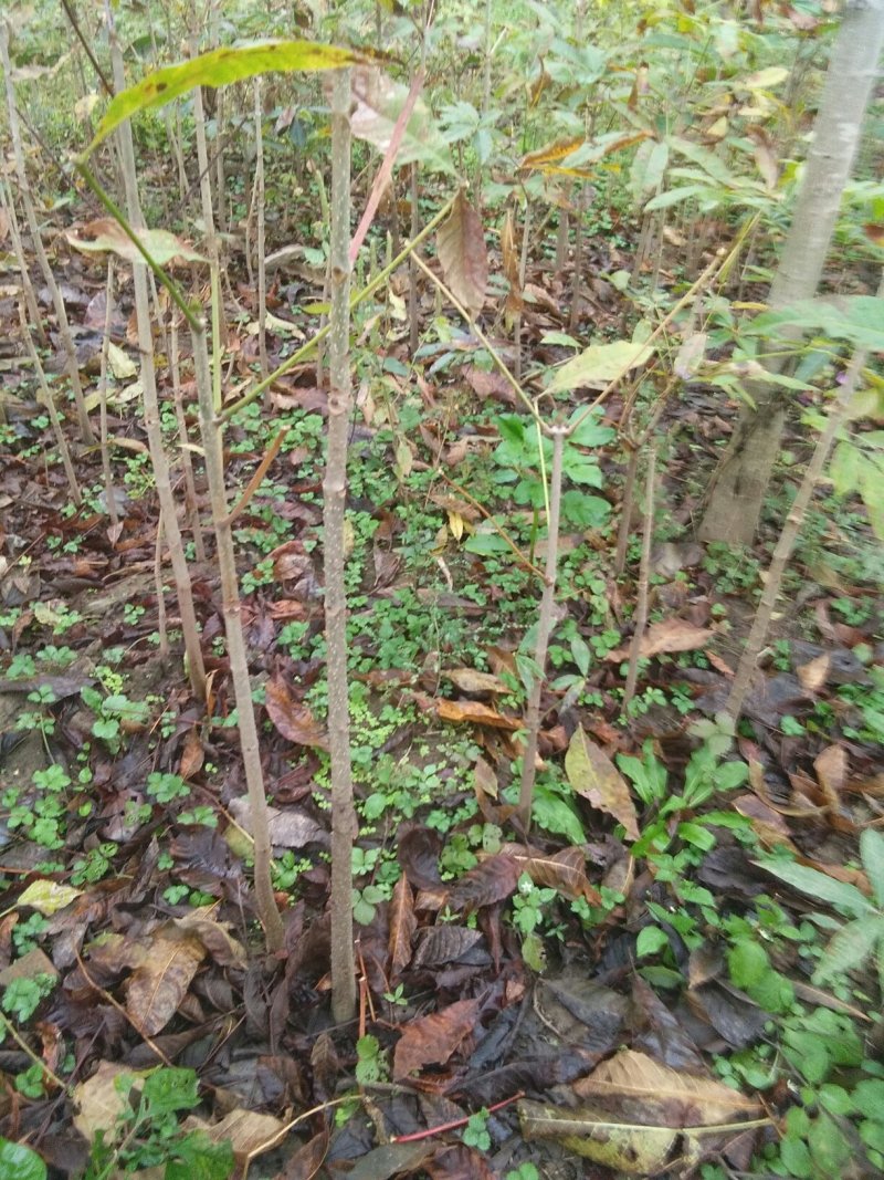 七叶树苗