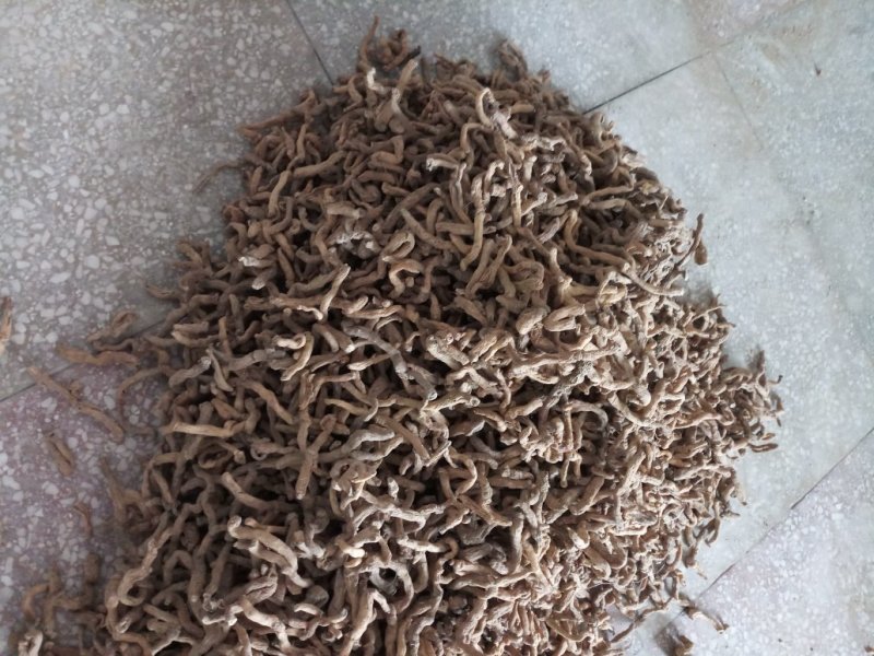 统玉竹干条