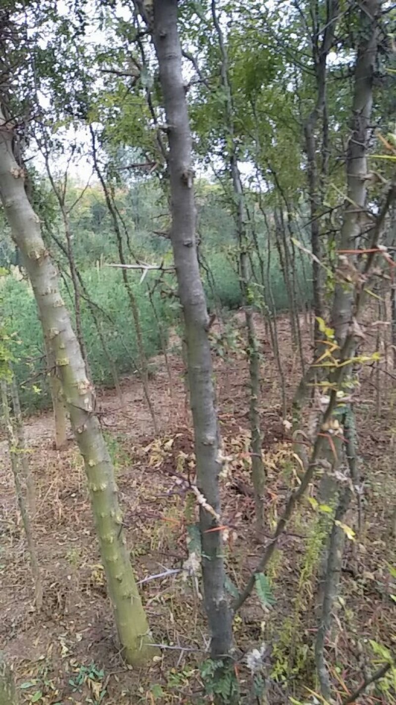 药用皂角树基地大量供应