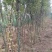 药用皂角树基地大量供应