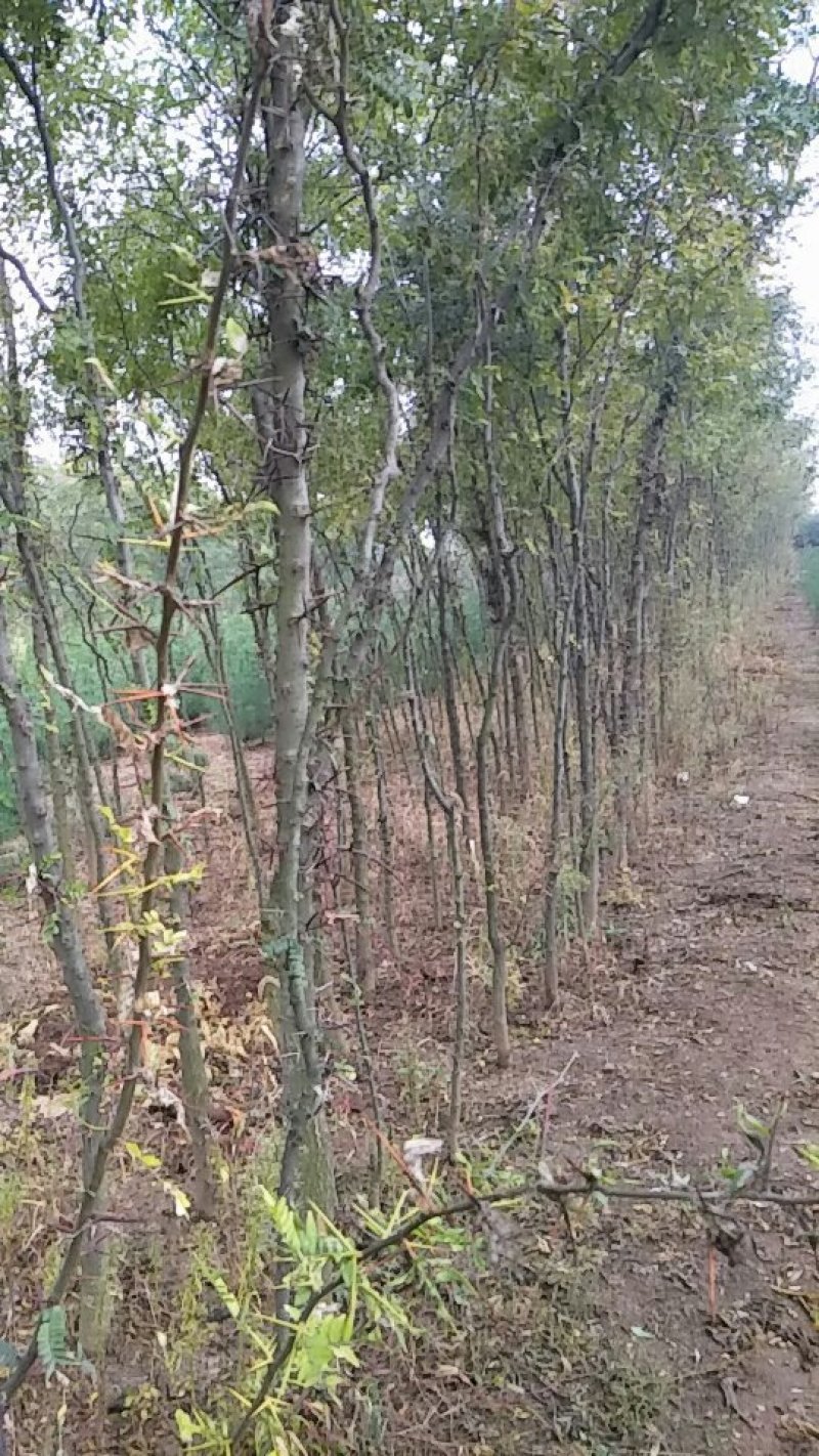 药用皂角树基地大量供应