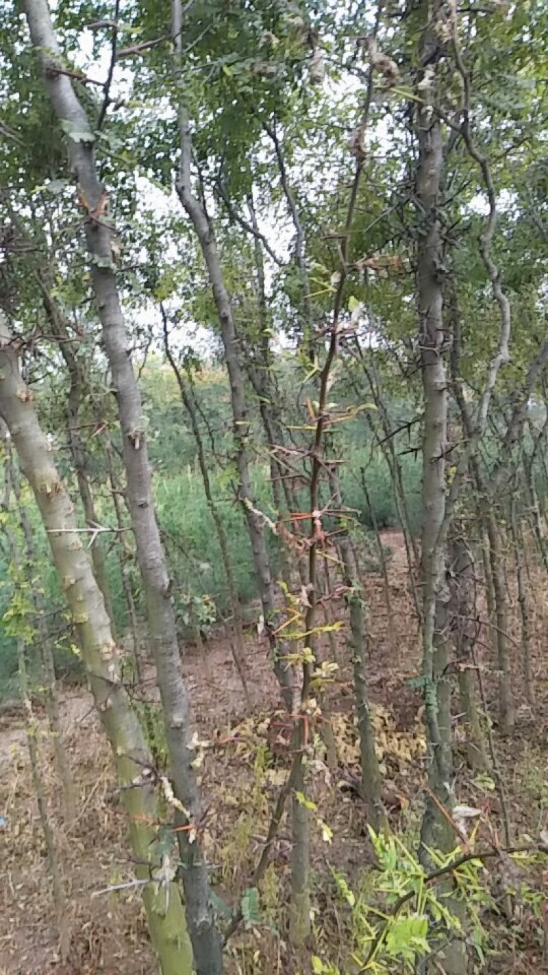 药用皂角树基地大量供应