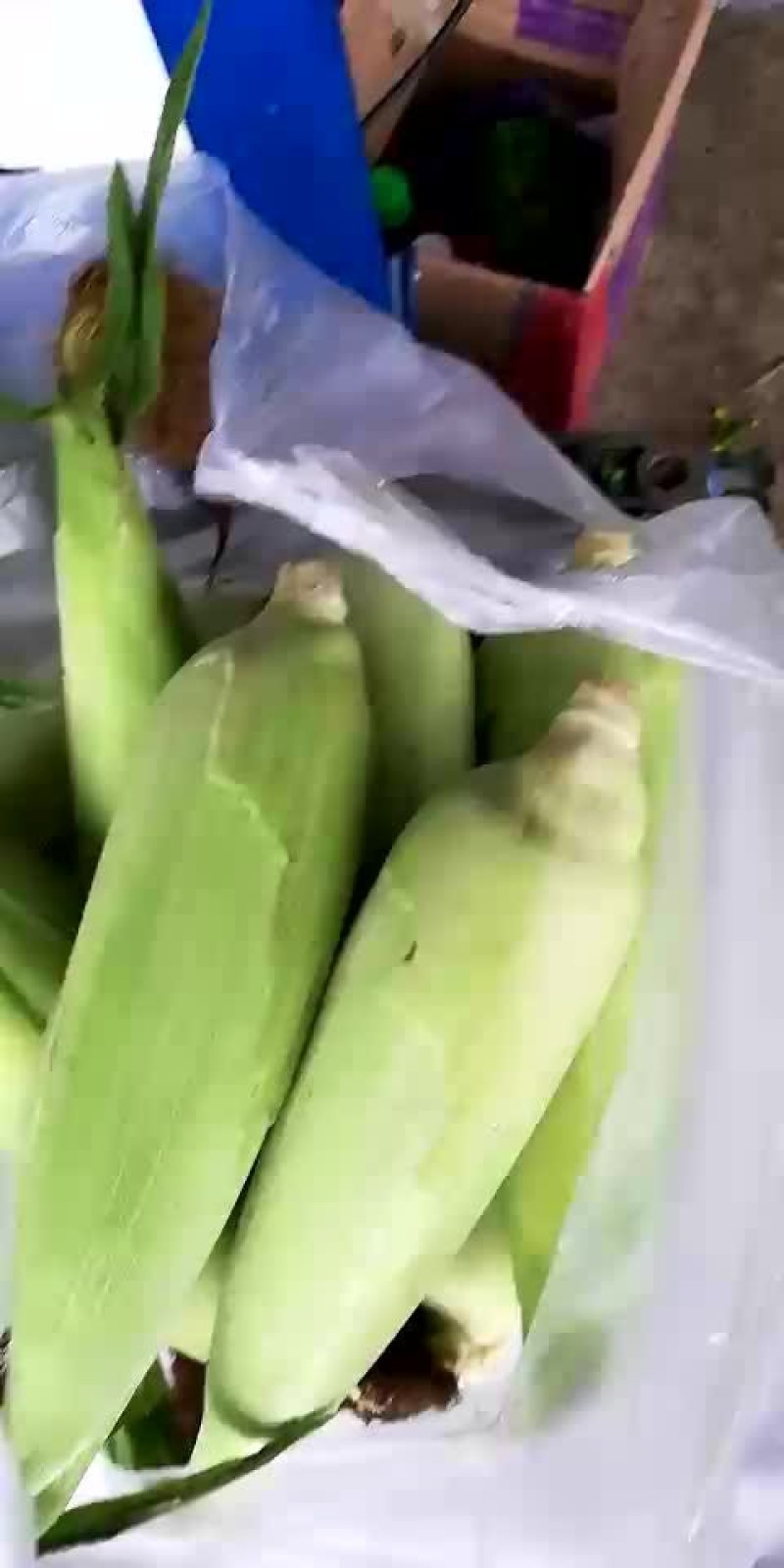 青玉米