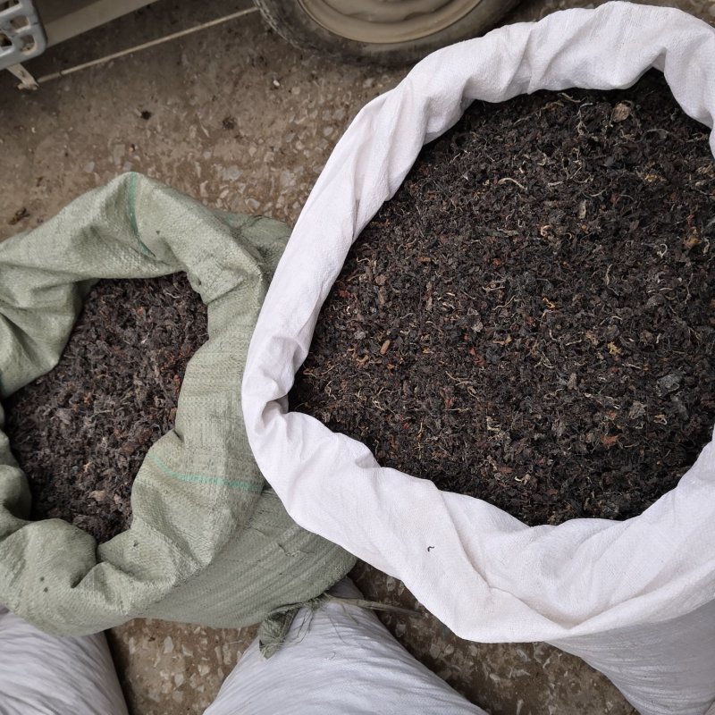 海藻山东水洗干货小粒含量高量大从优