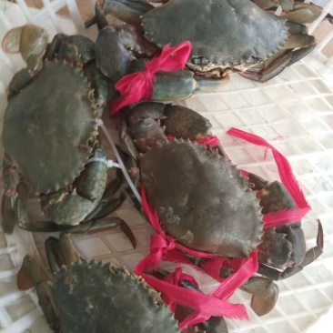 青蟹