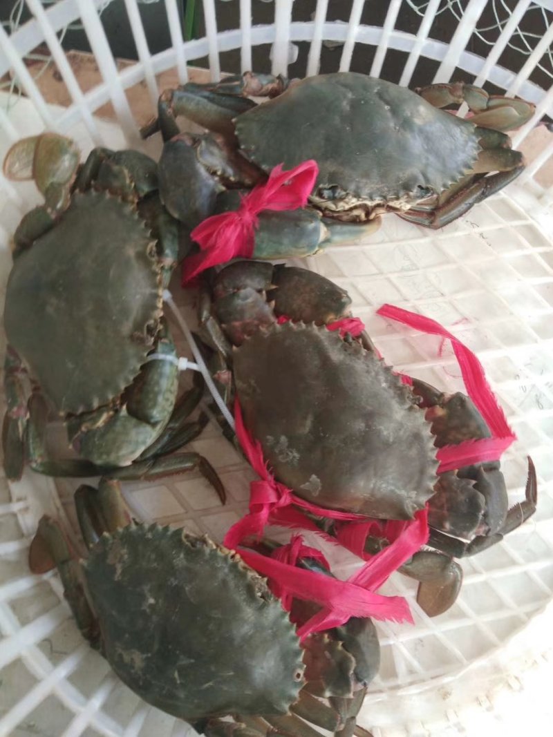 青蟹