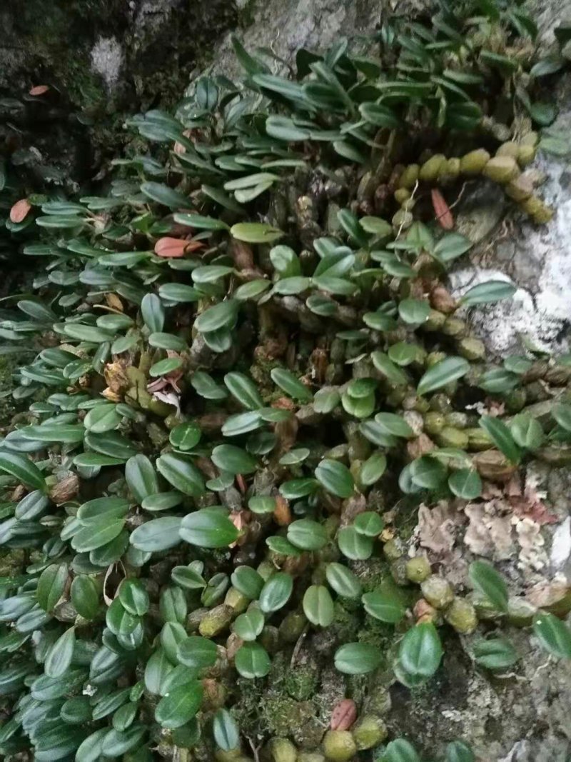 石橄榄